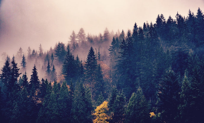 Natural Relief from Smoke and Airborne Pollutants